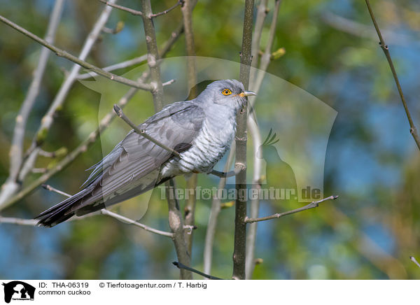 Kuckuck / common cuckoo / THA-06319