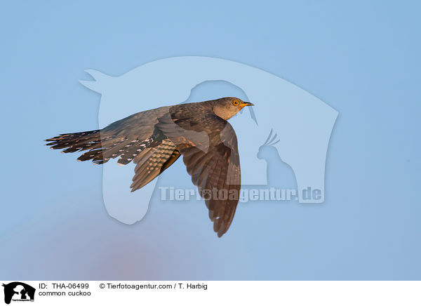 common cuckoo / THA-06499