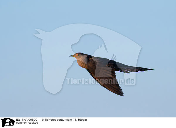 common cuckoo / THA-06500