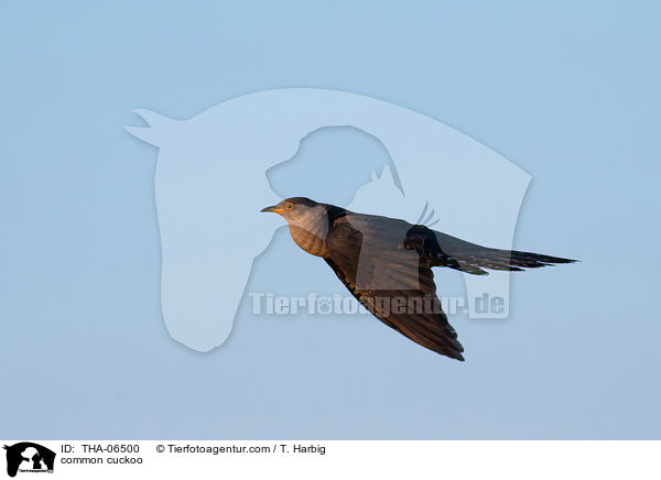 Kuckuck / common cuckoo / THA-06500