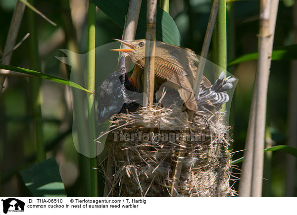 Kuckuck im Nest des Teichrohrsngers / common cuckoo in nest of eurasian reed warbler / THA-06510