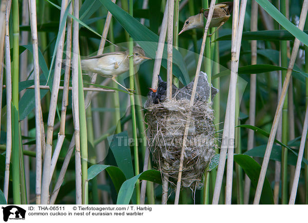 Kuckuck im Nest des Teichrohrsngers / common cuckoo in nest of eurasian reed warbler / THA-06511