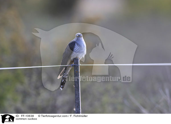 Kuckuck / common cuckoo / FF-10638