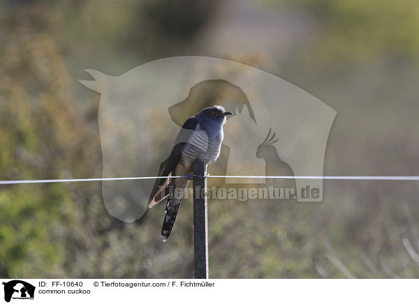 Kuckuck / common cuckoo / FF-10640