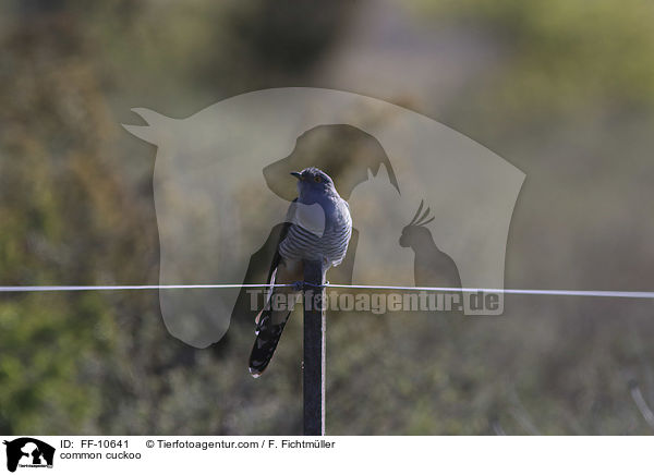 common cuckoo / FF-10641