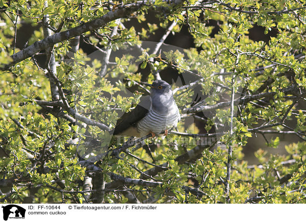 common cuckoo / FF-10644