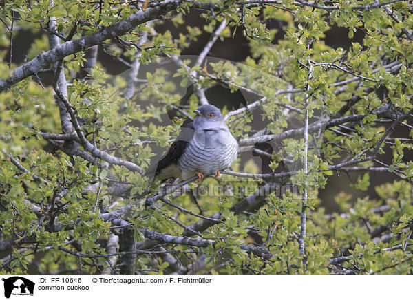 Kuckuck / common cuckoo / FF-10646