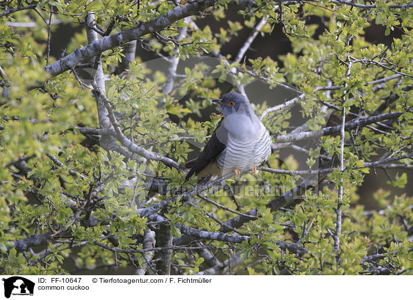 common cuckoo / FF-10647