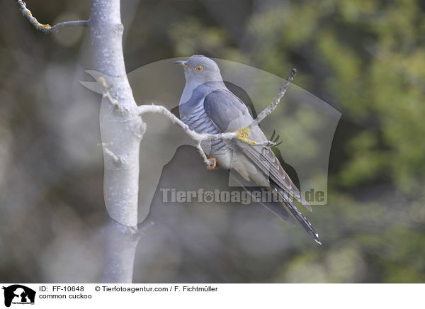 Kuckuck / common cuckoo / FF-10648