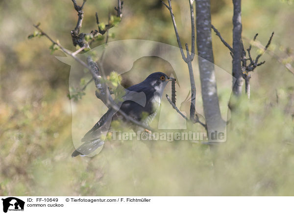 Kuckuck / common cuckoo / FF-10649