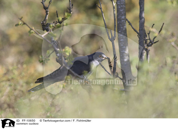 common cuckoo / FF-10650