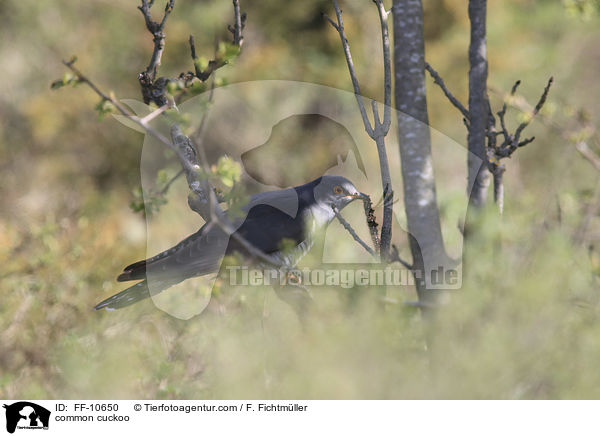 Kuckuck / common cuckoo / FF-10650