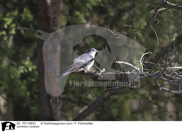 common cuckoo / FF-10651
