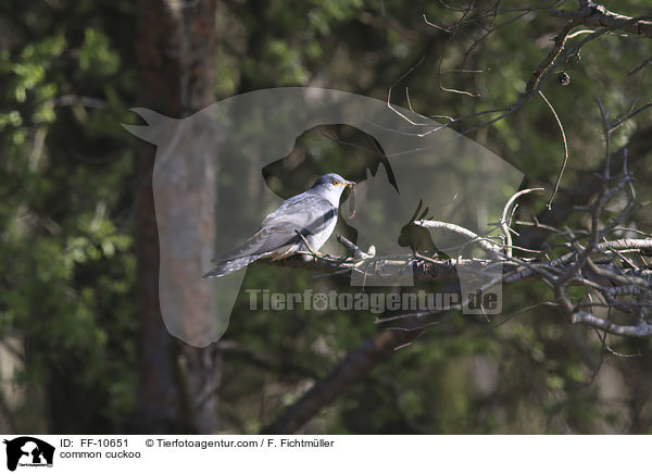 Kuckuck / common cuckoo / FF-10651