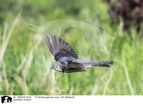 Kuckuck / eurasian cuckoo / MAW-01432