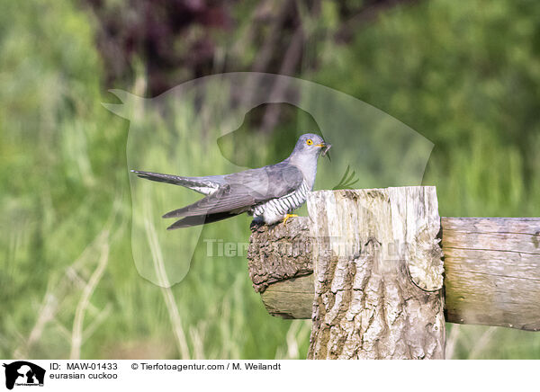 Kuckuck / eurasian cuckoo / MAW-01433