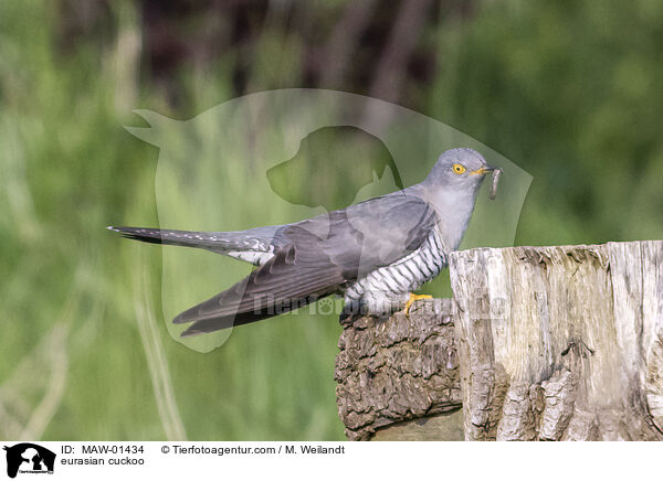Kuckuck / eurasian cuckoo / MAW-01434
