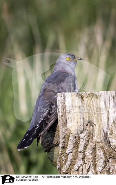 Kuckuck / eurasian cuckoo / MAW-01435