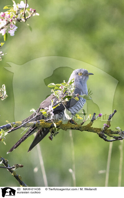 Kuckuck / eurasian cuckoo / MAW-01436
