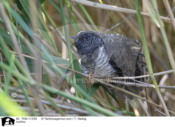 Kuckuck / cuckoo / THA-11359