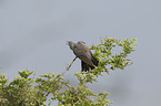 common cuckoo