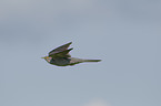 common cuckoo