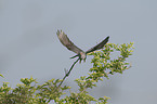 common cuckoo