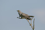 common cuckoo