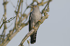 common cuckoo