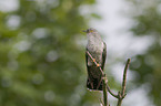 common cuckoo