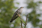 common cuckoo