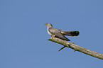 eurasian cuckoo