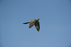 eurasian cuckoo