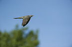 eurasian cuckoo