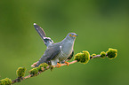 eurasian cuckoo