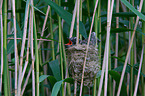 common cuckoo in nest of eurasian reed warbler
