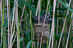 common cuckoo in nest of eurasian reed warbler