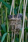 common cuckoo in nest of eurasian reed warbler