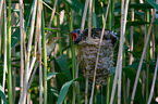 common cuckoo in nest of eurasian reed warbler