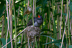 common cuckoo in nest of eurasian reed warbler