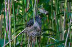 common cuckoo in nest of eurasian reed warbler