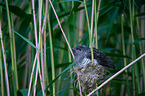 common cuckoo in nest of eurasian reed warbler