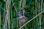 common cuckoo in nest of eurasian reed warbler