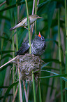 common cuckoo in nest of eurasian reed warbler