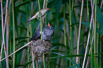 common cuckoo in nest of eurasian reed warbler