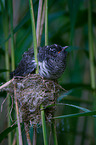 common cuckoo in nest of eurasian reed warbler