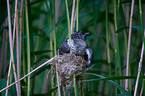 common cuckoo in nest of eurasian reed warbler