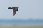 common cuckoo