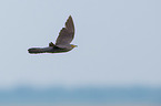 common cuckoo