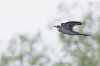 common cuckoo